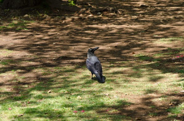 Corbeau au parc Yoyogi